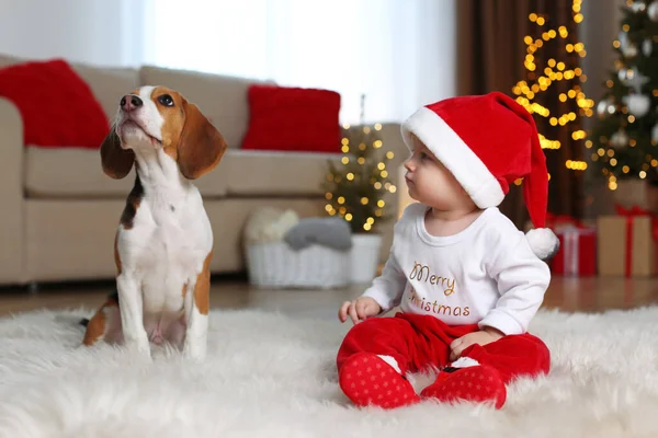 Младенец Шляпе Санта Клауса Симпатичная Собака Бигл Себя Дома Фоне — стоковое фото