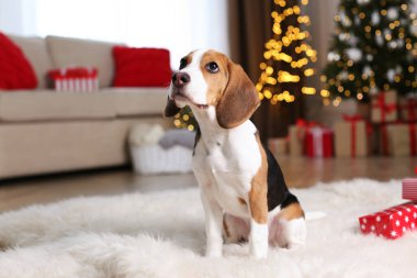 Evde bulanık Noel ışıklarına karşı sevimli Beagle köpeği