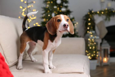 Evdeki kanepede bulanık Noel ışıklarına karşı sevimli Beagle köpeği.