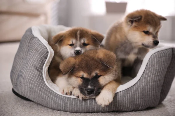 Adorable Akita Inu Puppies Dog Bed Indoors — Stock Photo, Image