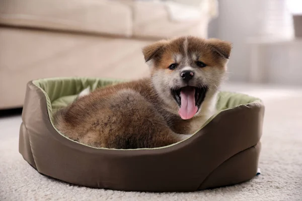 Schattige Akita Inu Pup Hondenbed Binnen — Stockfoto