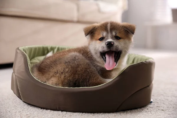 Adorable Cachorro Akita Inu Cama Perro Interiores —  Fotos de Stock