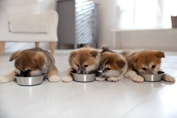 Bedårande Akita Inu Valpar Äter Från Utfodring Skålar Inomhus — Stockfoto