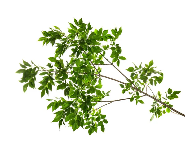 Hermosas Ramas Árbol Con Hojas Verdes Sobre Fondo Blanco — Foto de Stock