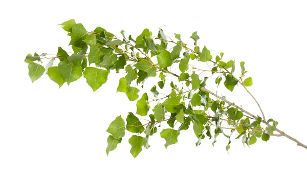 Hermosa Rama Árbol Con Hojas Verdes Sobre Fondo Blanco — Foto de Stock