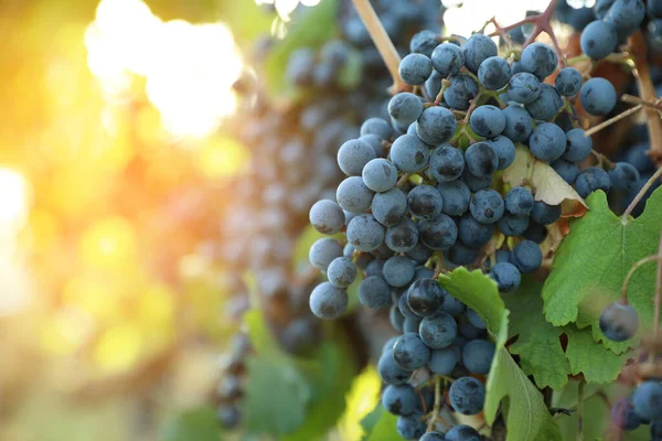 Raisins Frais Mûrs Poussant Dans Vignoble Jour Ensoleillé — Photo