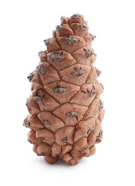 Fresh Young Conifer Cone Isolated White — Stock Photo, Image