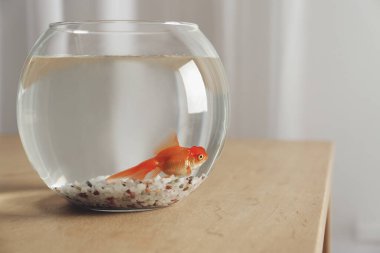 Akvaryumdaki güzel, parlak balıklar evdeki masada.