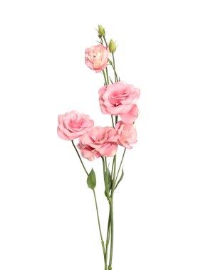 Güzel taze Eustoma çiçekleri beyazın üzerinde izole.