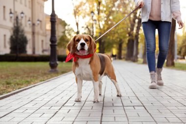 Sonbahar parkında sevimli Beagle köpeğini gezdiren kadın, yakın plan.