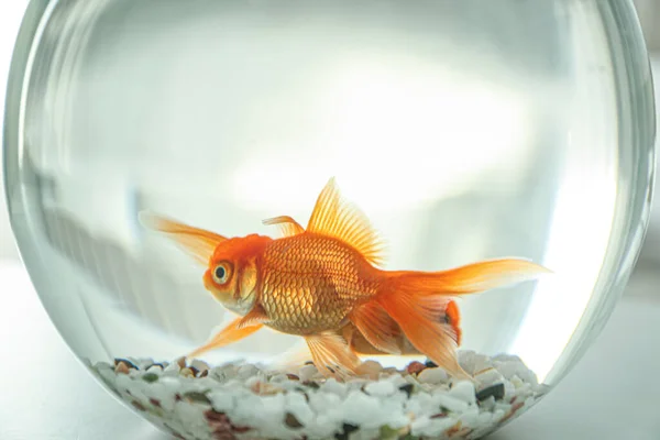 Belo Peixinho Dourado Brilhante Aquário Mesa — Fotografia de Stock