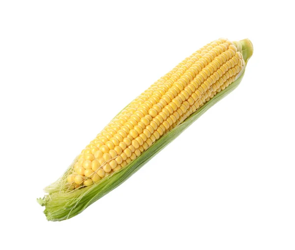 Zralý Kukuřice Cob Slupkou Izolované Bílém — Stock fotografie