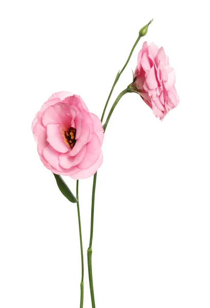 Vackra Färska Eustoma Blommor Isolerade Vitt — Stockfoto