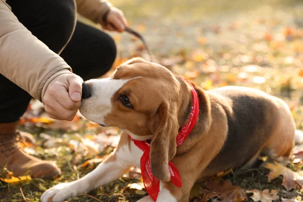 Man Går Hennes Söta Beagle Hund Höstparken Närbild — Stockfoto