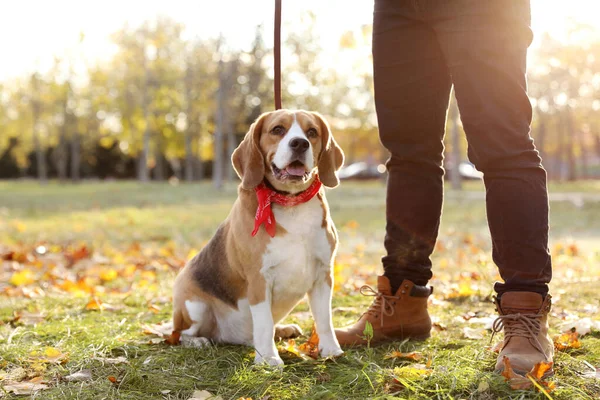 Man Walking His Cute Beagle Dog Autumn Park Closeup — Stock Photo, Image