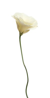 Güzel, taze Eustoma çiçeği beyaza izole edilmiş.