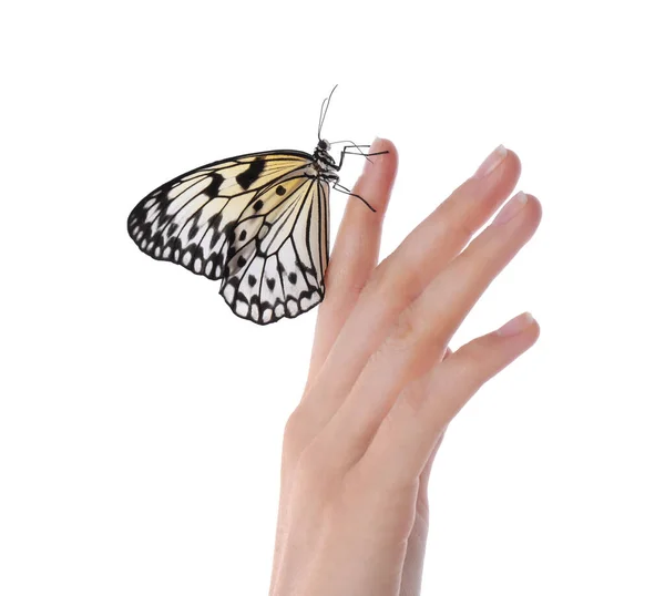 Frau Mit Schönem Reispapier Schmetterling Auf Weißem Hintergrund Nahaufnahme — Stockfoto