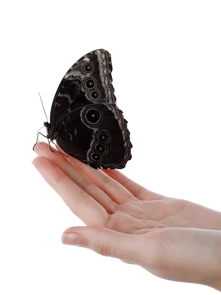 Mujer Sosteniendo Hermosa Mariposa Morfo Común Sobre Fondo Blanco Primer — Foto de Stock