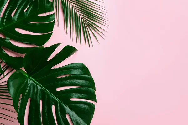 Beautiful monstera and palm leaves on pink background, flat lay with space for text. Tropical plants