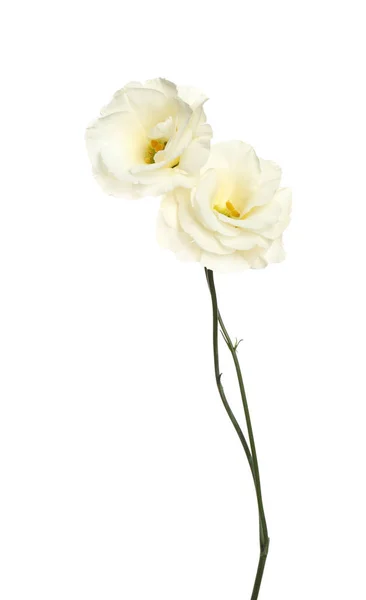 Hermosas Flores Frescas Eustoma Aisladas Blanco — Foto de Stock