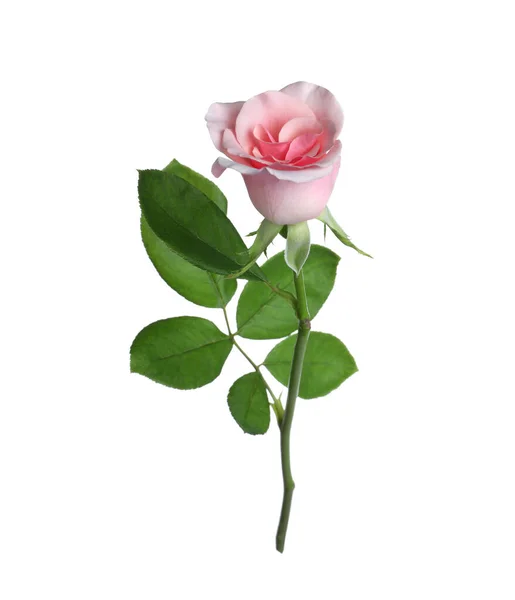 Ανθισμένο Ροζ Τριαντάφυλλο Απομονωμένο Στο Λευκό Όμορφο Λουλούδι — Φωτογραφία Αρχείου