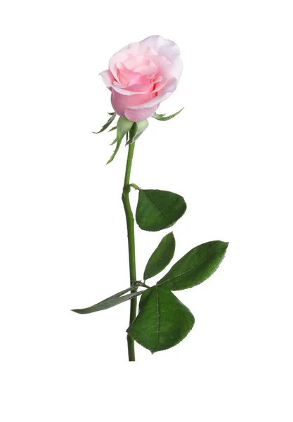 Rosa Floreciente Aislada Blanco Hermosa Flor —  Fotos de Stock