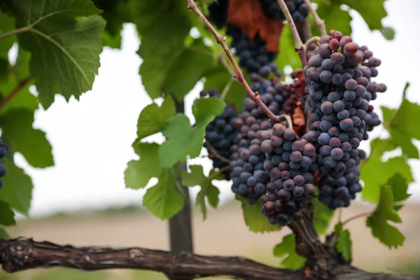 Ramo Uvas Jugosas Maduras Rama Viñedo — Foto de Stock