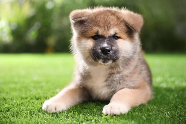 緑の芝生の上で愛らしい秋田犬の子犬屋外 — ストック写真