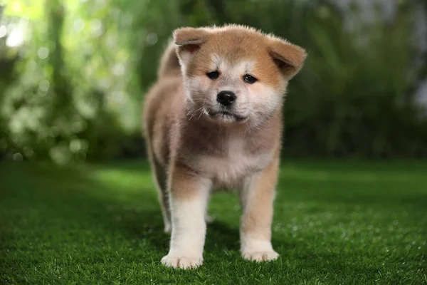 Adorable Akita Inu Puppy Green Grass Outdoors — Stok Foto
