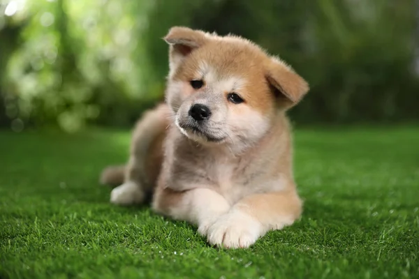 Schattige Akita Inu Puppy Groen Gras Buiten — Stockfoto