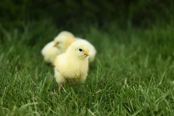 Милые Пушистые Цыплята Зеленой Траве Открытом Воздухе Фермерские Животные — стоковое фото