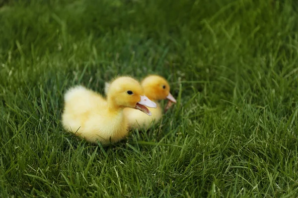 Lindos Goslings Esponjosos Hierba Verde Aire Libre Animales Granja —  Fotos de Stock