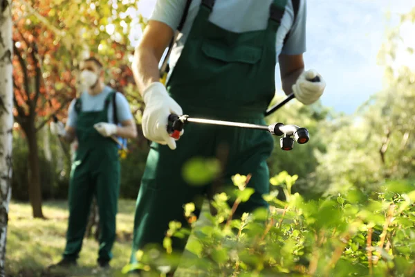 Lavoratori Che Spruzzano Pesticidi Cespuglio Verde All Aperto Primo Piano — Foto Stock