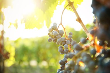 Güneşli bir günde üzüm bağında yetişen taze üzümler.