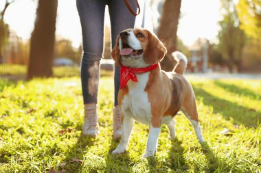 Sonbahar parkında sevimli Beagle köpeğini gezdiren kadın, yakın plan.