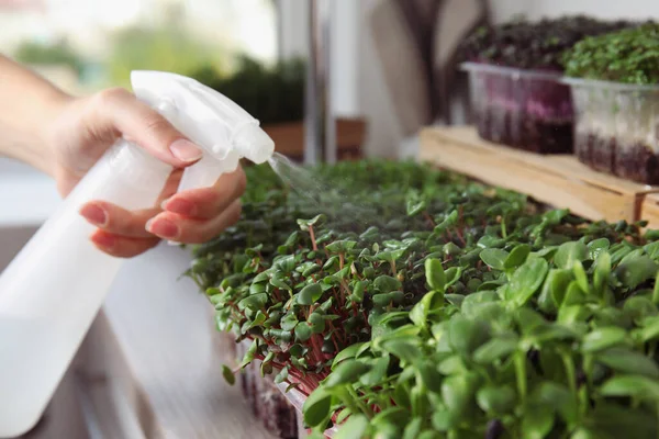 Vrouw Sproeien Microgreens Met Water Close Zicht — Stockfoto