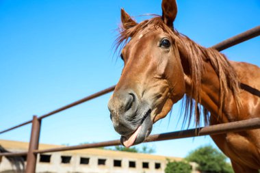 Güneşli bir günde çitlerin orada kestane at, yakın plan. Güzel hayvan.