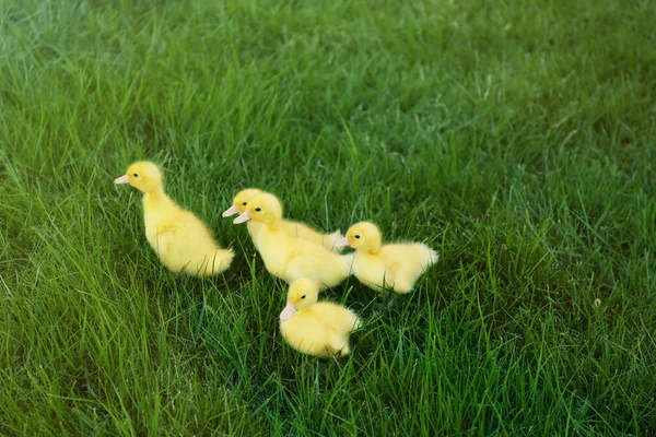 Joli Yougoslavie Pelucheux Sur Herbe Verte Extérieur Animaux Ferme — Photo