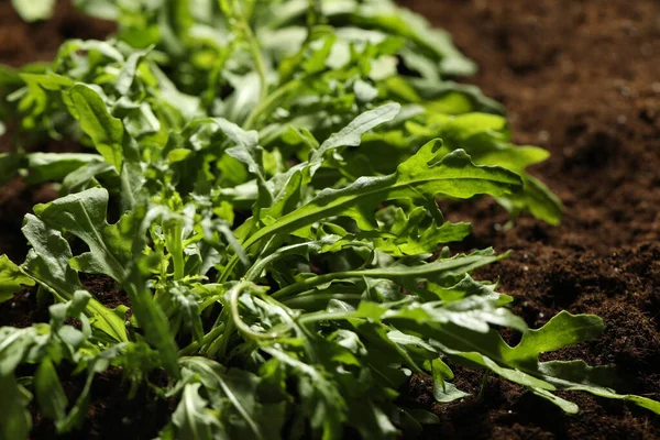 Arugula Növény Fiatal Csírái Talajban Közelkép — Stock Fotó