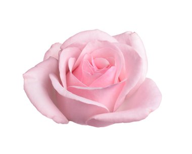 Çiçek açan pembe gül beyazda izole edilmiş. Güzel çiçek.