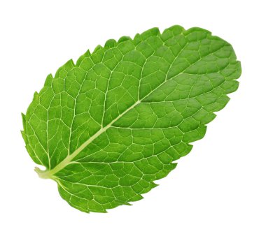 Taze yeşil nane yaprağı beyaza izole edilmiş.