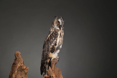 Ağaçtaki güzel baykuş gri arka planda. Yırtıcı kuş