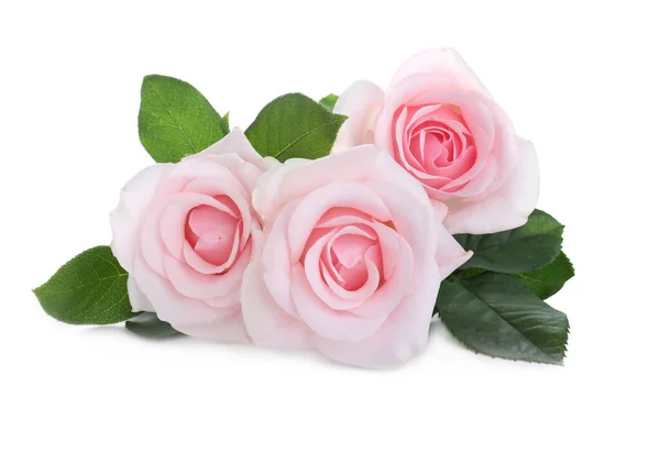 Roses Roses Fleurs Sur Fond Blanc Belles Fleurs — Photo