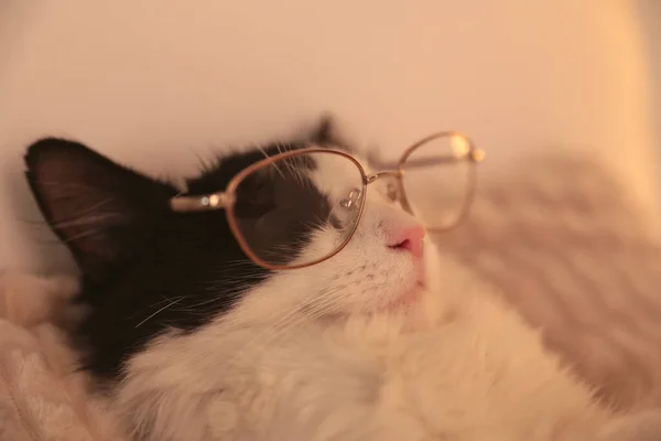 Niedliche Katze Mit Brille Schlafend Auf Dem Bett Hause Nahaufnahme — Stockfoto