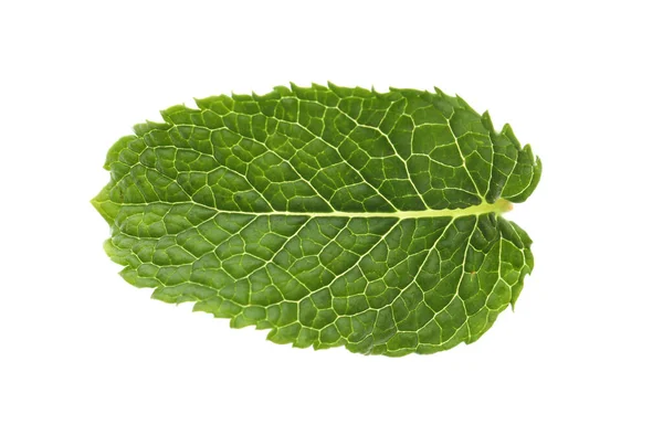 Frisches Grünes Minzblatt Isoliert Auf Weiß — Stockfoto