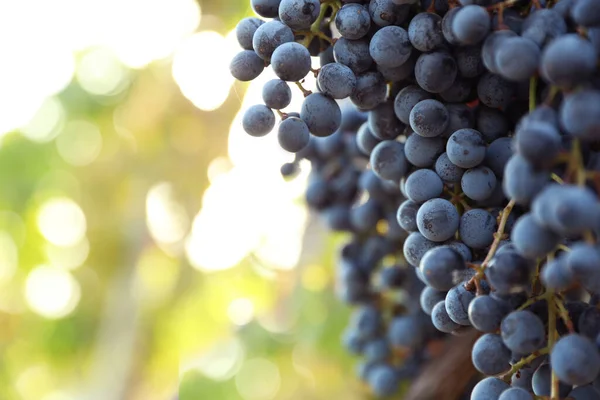 Uvas Frescas Maduras Que Crecen Viñedo Día Soleado — Foto de Stock