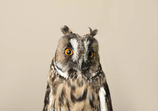 Coruja Águia Bonita Fundo Bege Aves Predatórias — Fotografia de Stock