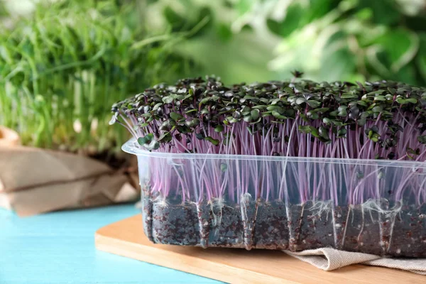Świeże Organiczne Mikrozielone Plastikowym Pojemniku Jasnoniebieskim Stole Zbliżenie — Zdjęcie stockowe