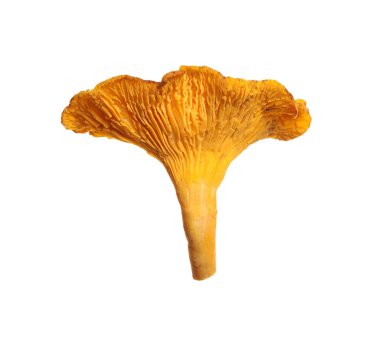 Taze vahşi mantarlar beyazı izole eder.