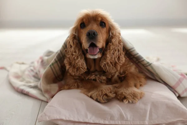 Lindo Gallo Inglés Spaniel Perro Con Cuadros Almohada Suelo — Foto de Stock